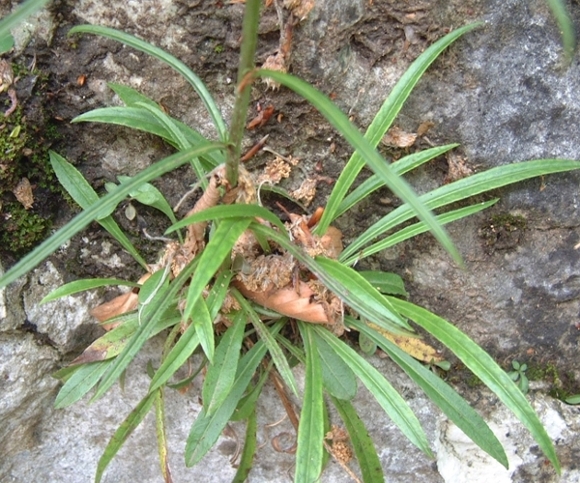 Campanula persicifolia / Campanula con foglie di Pesco